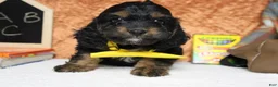 Cockapoo dogs for sale: Ripple  - Ad 2