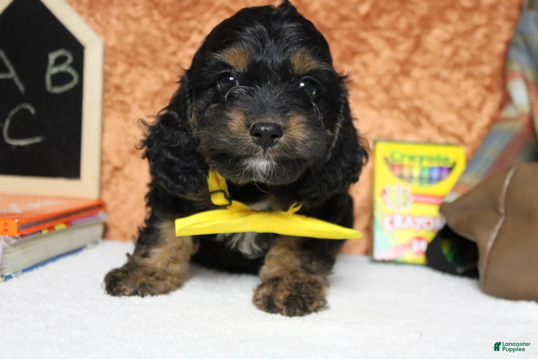 Cockapoo dogs for sale: Ripple  - Ad 2