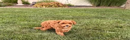 Maltipoo dogs for sale: Maltipoo Puppy 4 male  - Ad 11