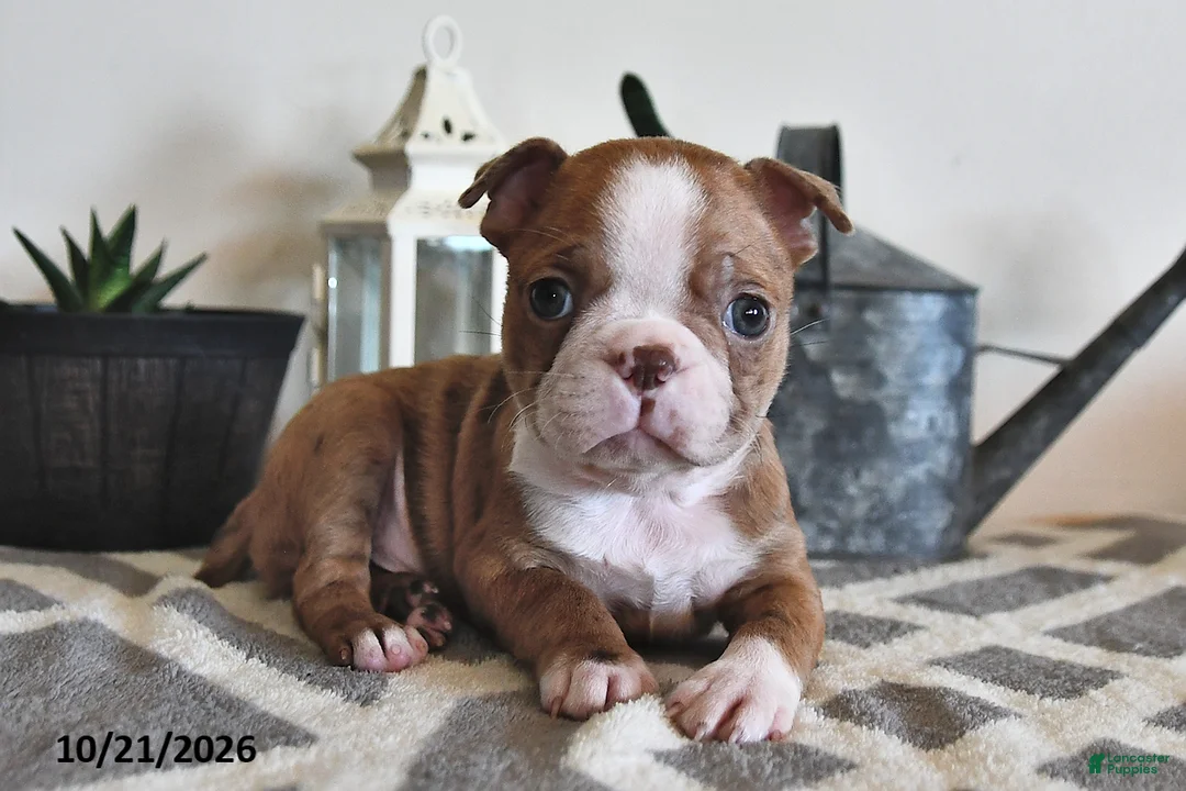 Boston Terrier dogs for sale: Barney - Ad 1