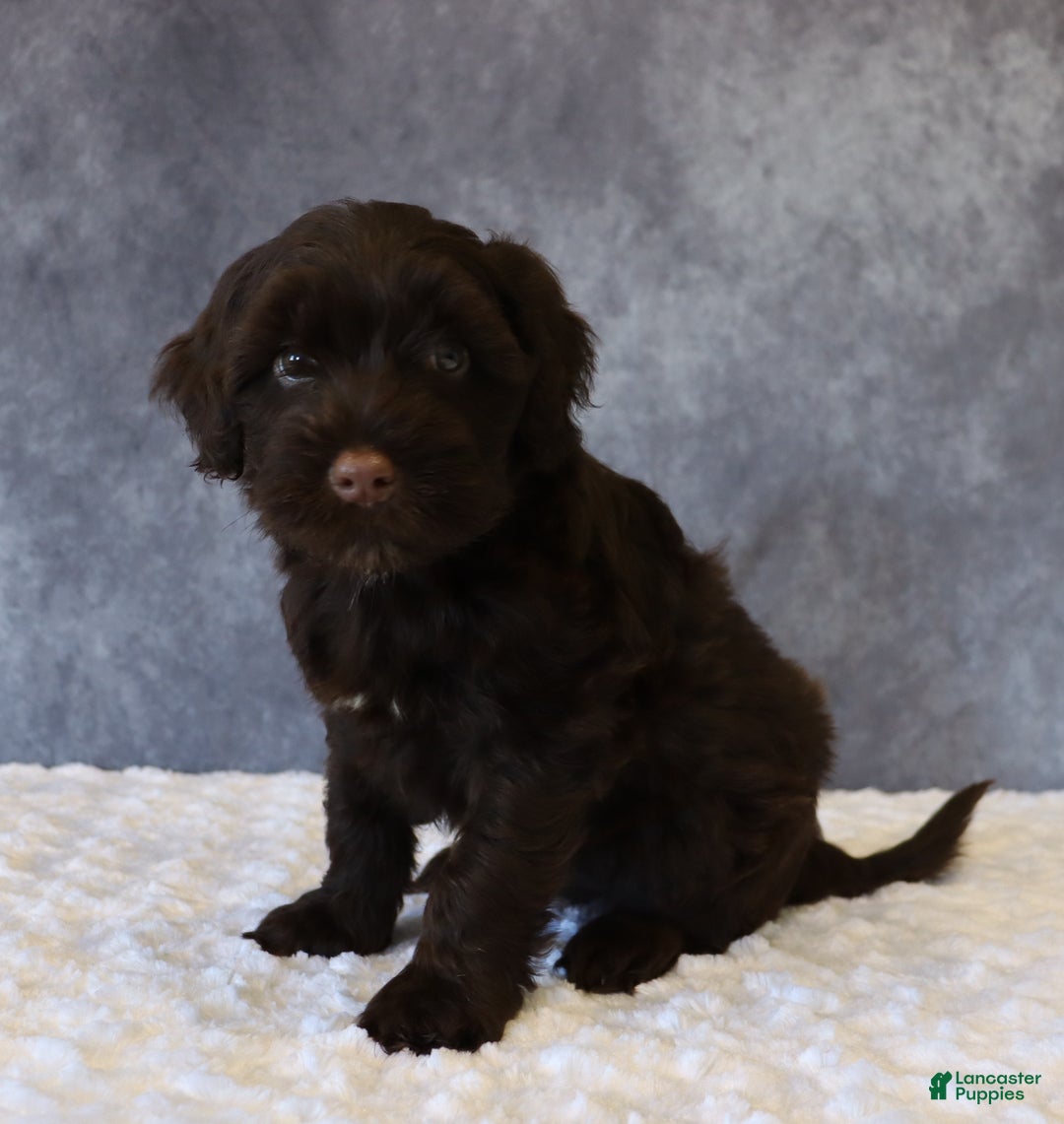 Portuguese Water Dog dogs for sale: Teddy - Ad 3