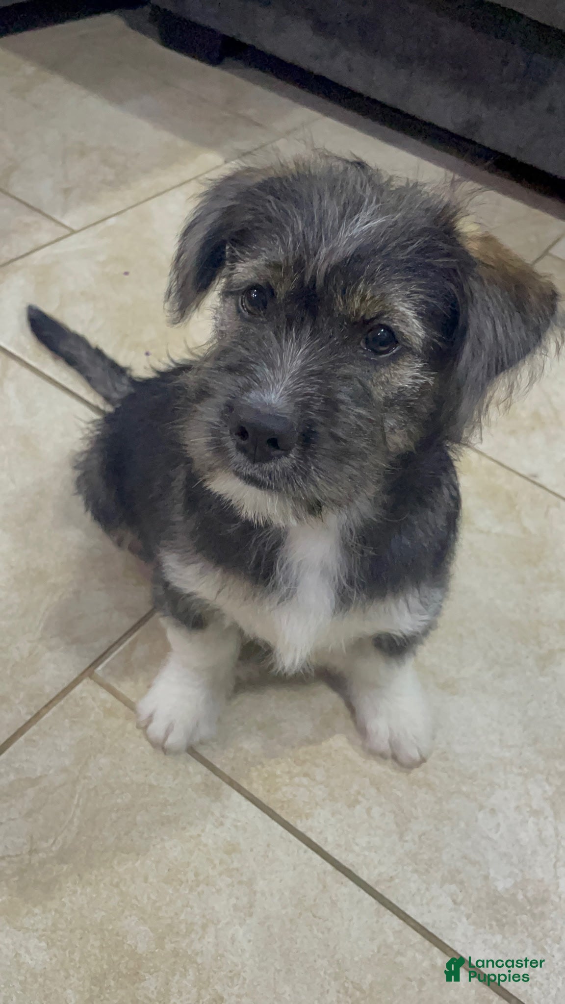 Mixed Breed dogs Mixed Breed Puppy 2 - Ad 3