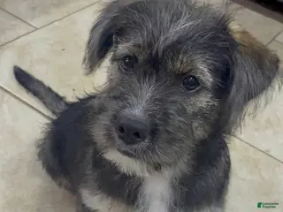Mixed Breed dogs Mixed Breed Puppy 2 - Ad 27