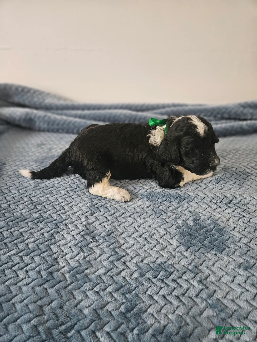 Portuguese Water Dog dogs for sale: Bo - Ad 2