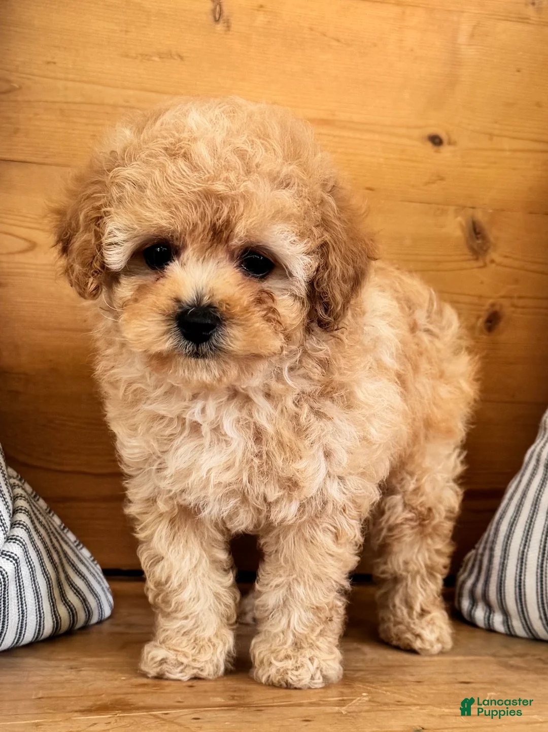 Maltipoo dogs for sale: Maltipoo Puppy 1 - Ad 3