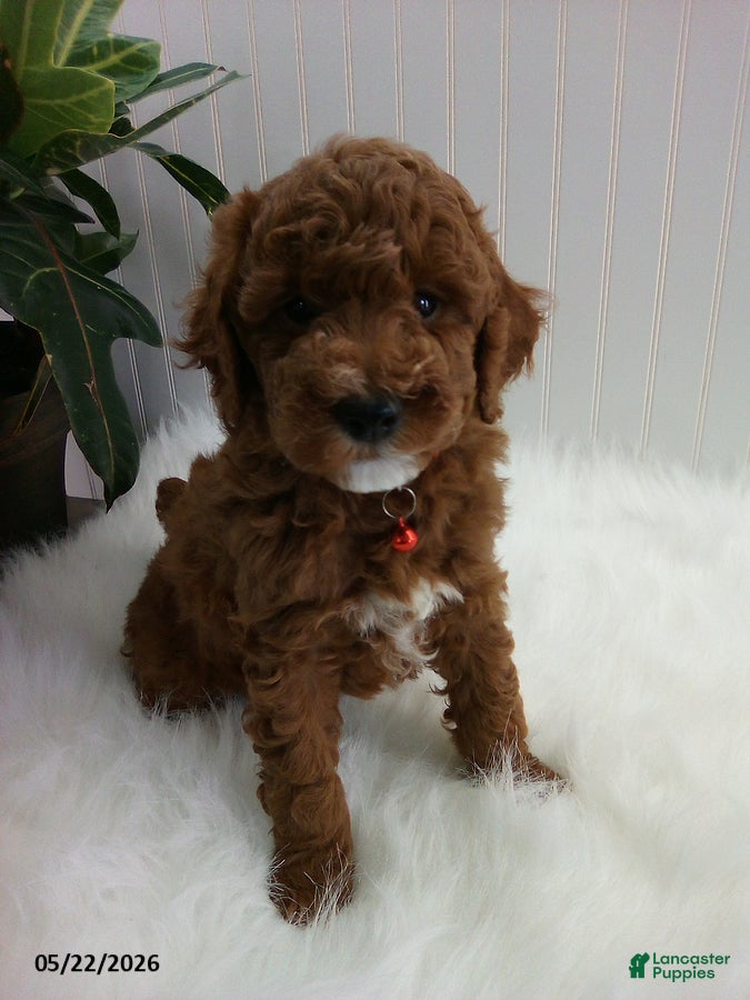 Miniature Poodle dogs Stewart - Ad 1