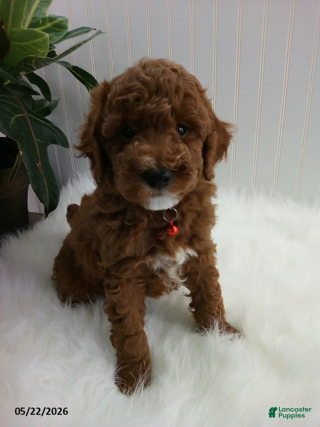 Miniature Poodle dogs for sale: Stewart - Ad 1