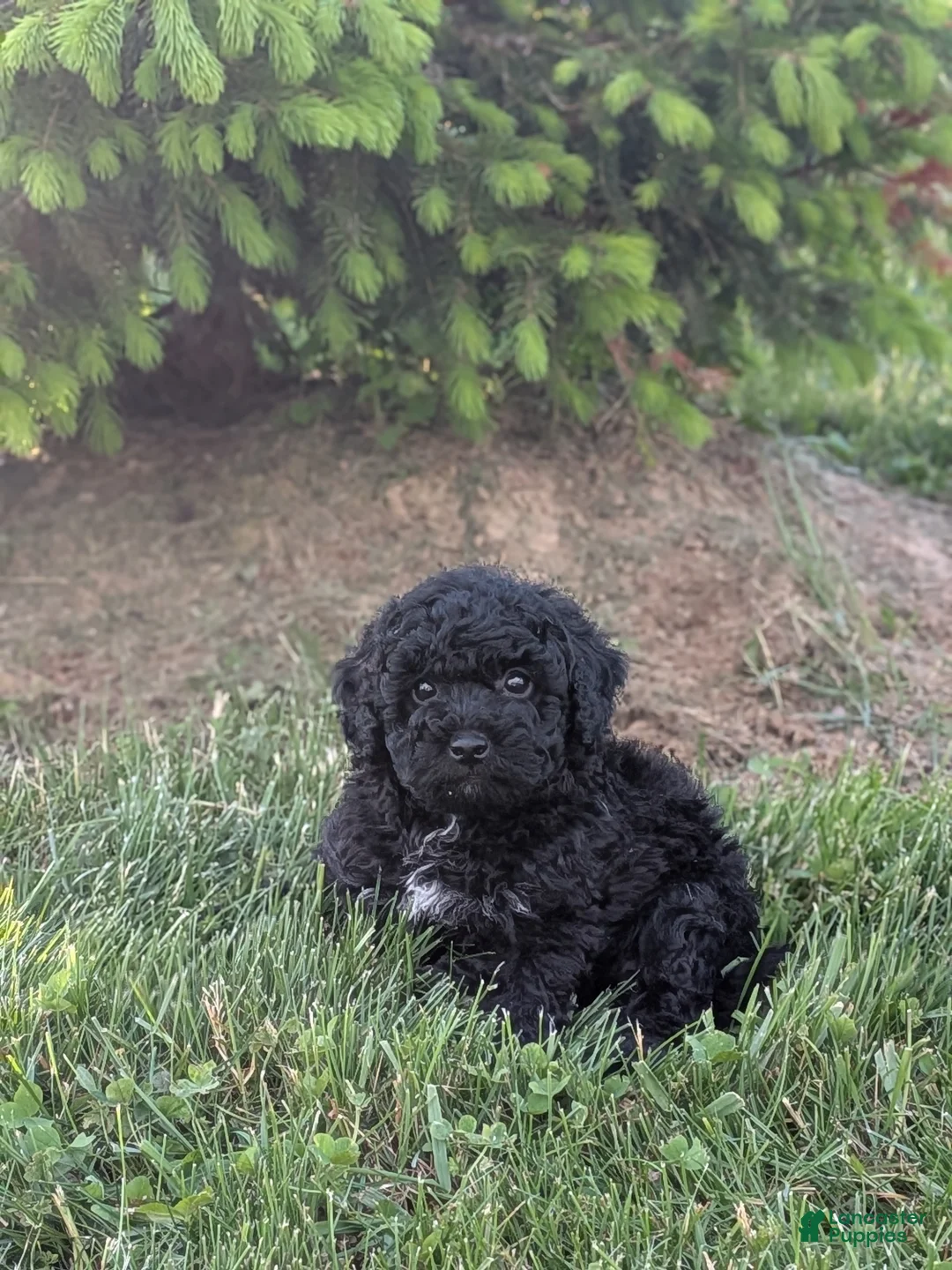 Miniature Poodle dogs for sale: Miniature Poodle Puppy 2 - Ad 1