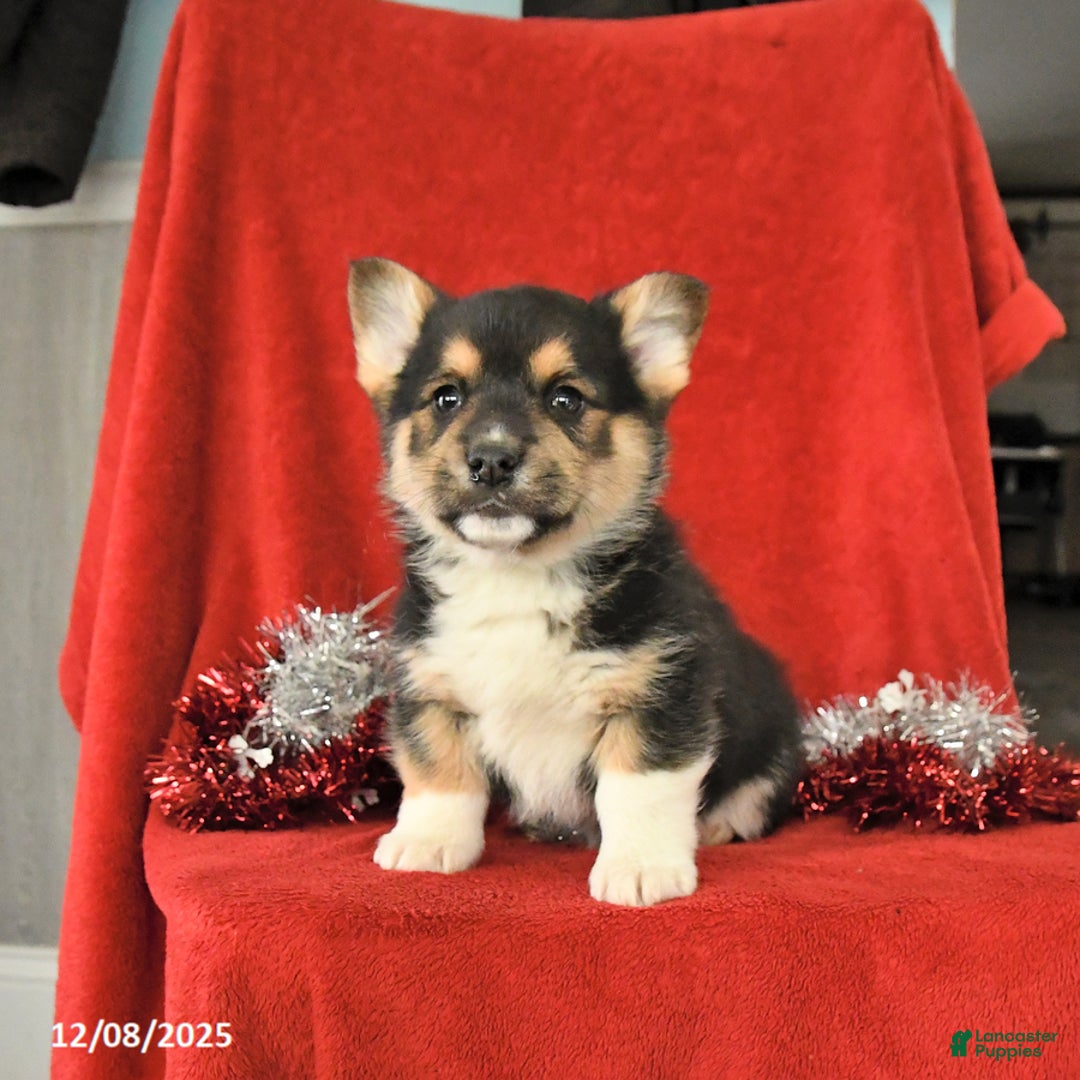 Welsh Corgi Pembroke dogs for sale: Jethro - Ad 3