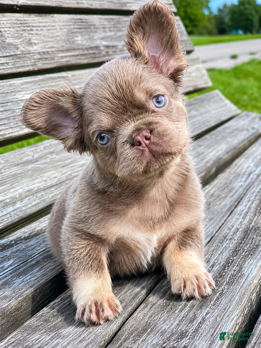 French Bulldog dogs Charlie - Ad 32