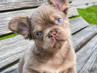 French Bulldog dogs Charlie - Ad 32