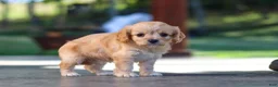 Cavapoo dogs for sale: Sky - Ad 7