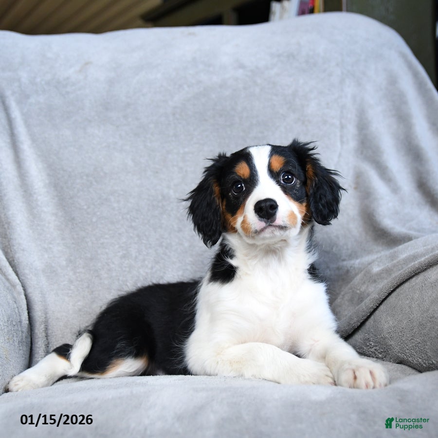 Mixed Breed dogs Bryce - Ad 12