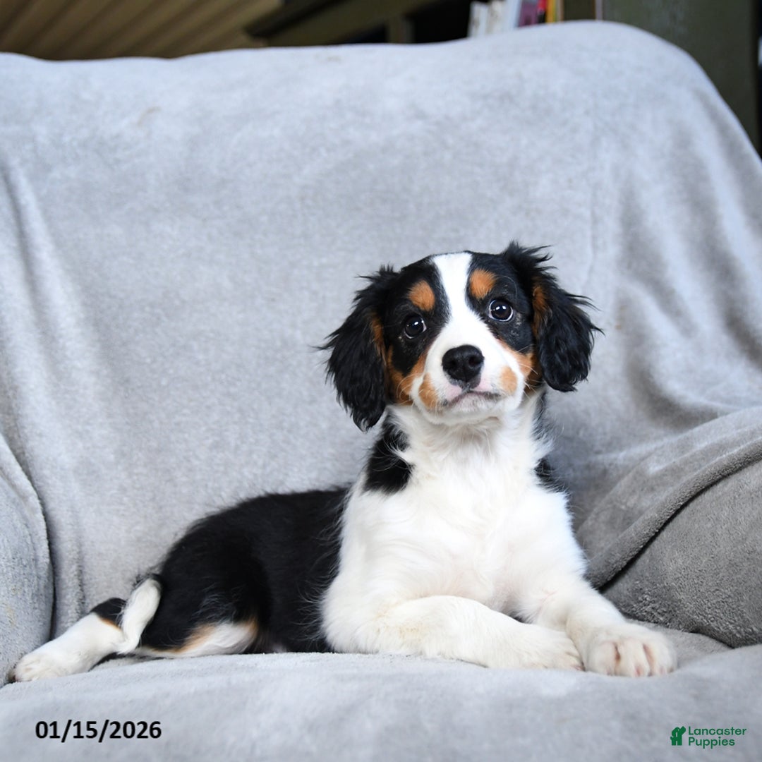 Mixed Breed dogs for sale: Bryce - Ad 1