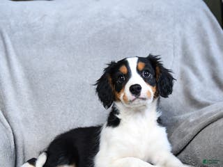 Mixed Breed dogs Bryce - Ad 26