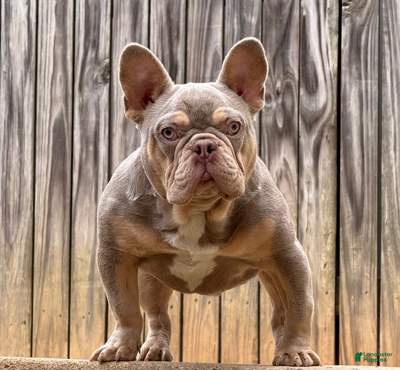 French Bulldog dogs Pluto  - Ad 5