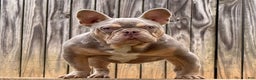 French Bulldog dogs for stud: Pluto  - Ad 1