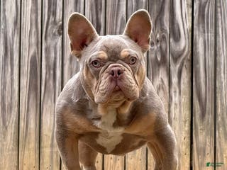 French Bulldog dogs Pluto - Ad 6