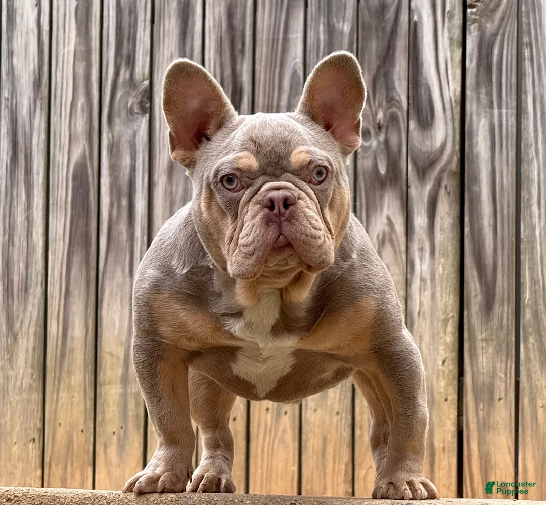 French Bulldog dogs for stud: Pluto  - Ad 1