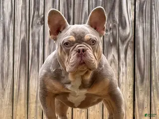 French Bulldog dogs Pluto - Ad 6