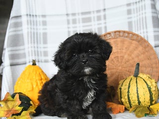 Shihpoo dogs - Ad 34