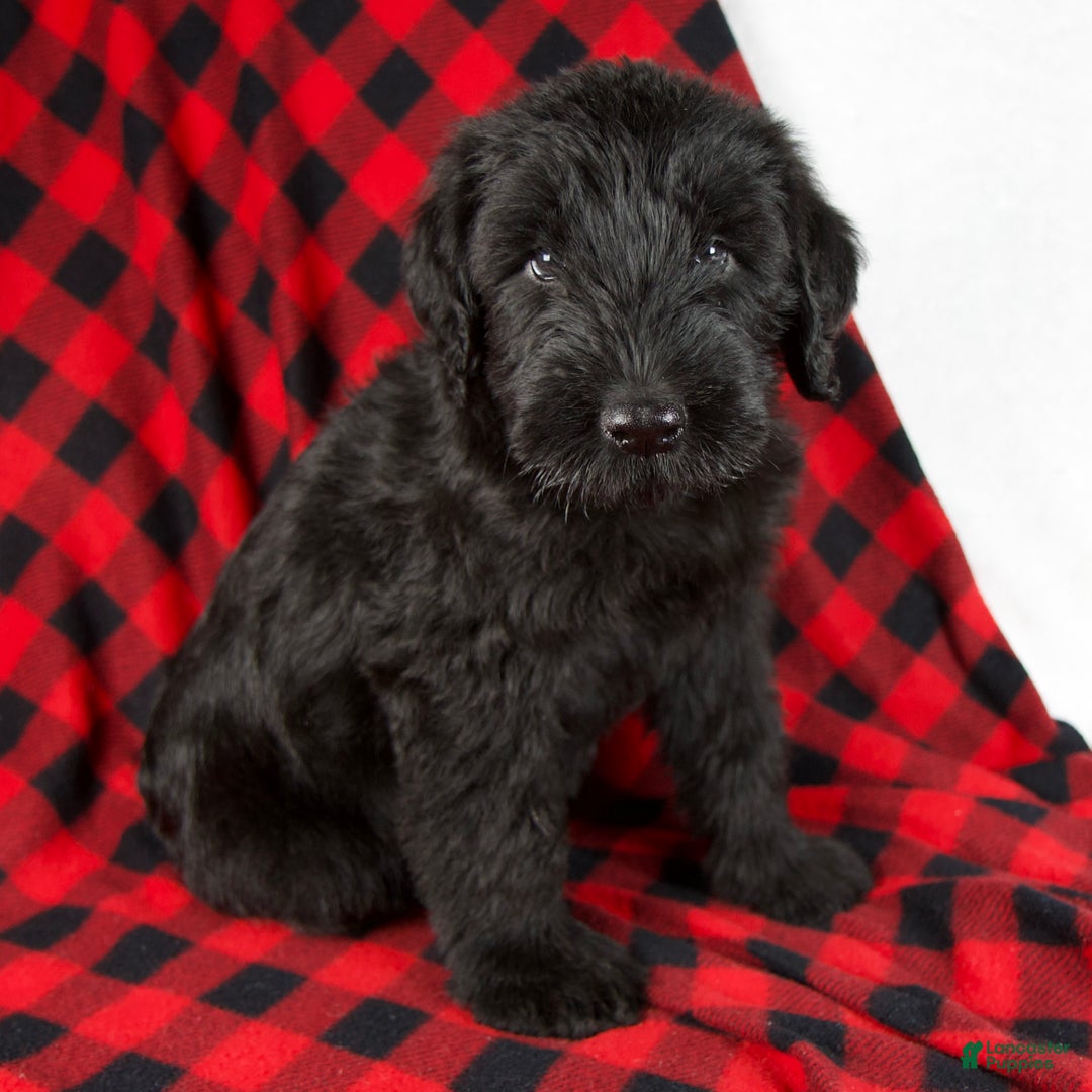 Giant Schnauzer dogs for sale: Alex - Ad 1