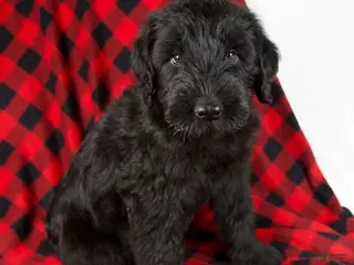 Giant Schnauzer dogs Alex - Ad 2