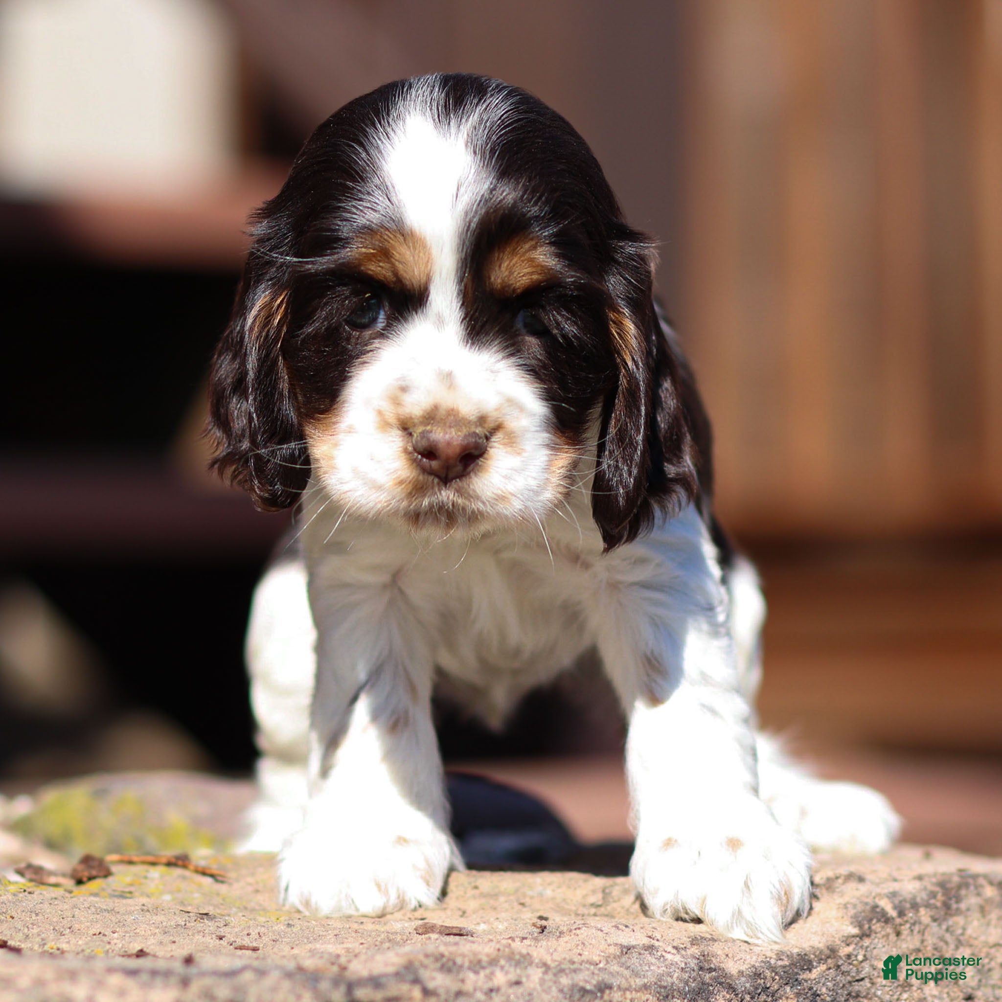 Cocker Spaniel dogs Willow Cocker Spaniel Puppy  - Ad 1