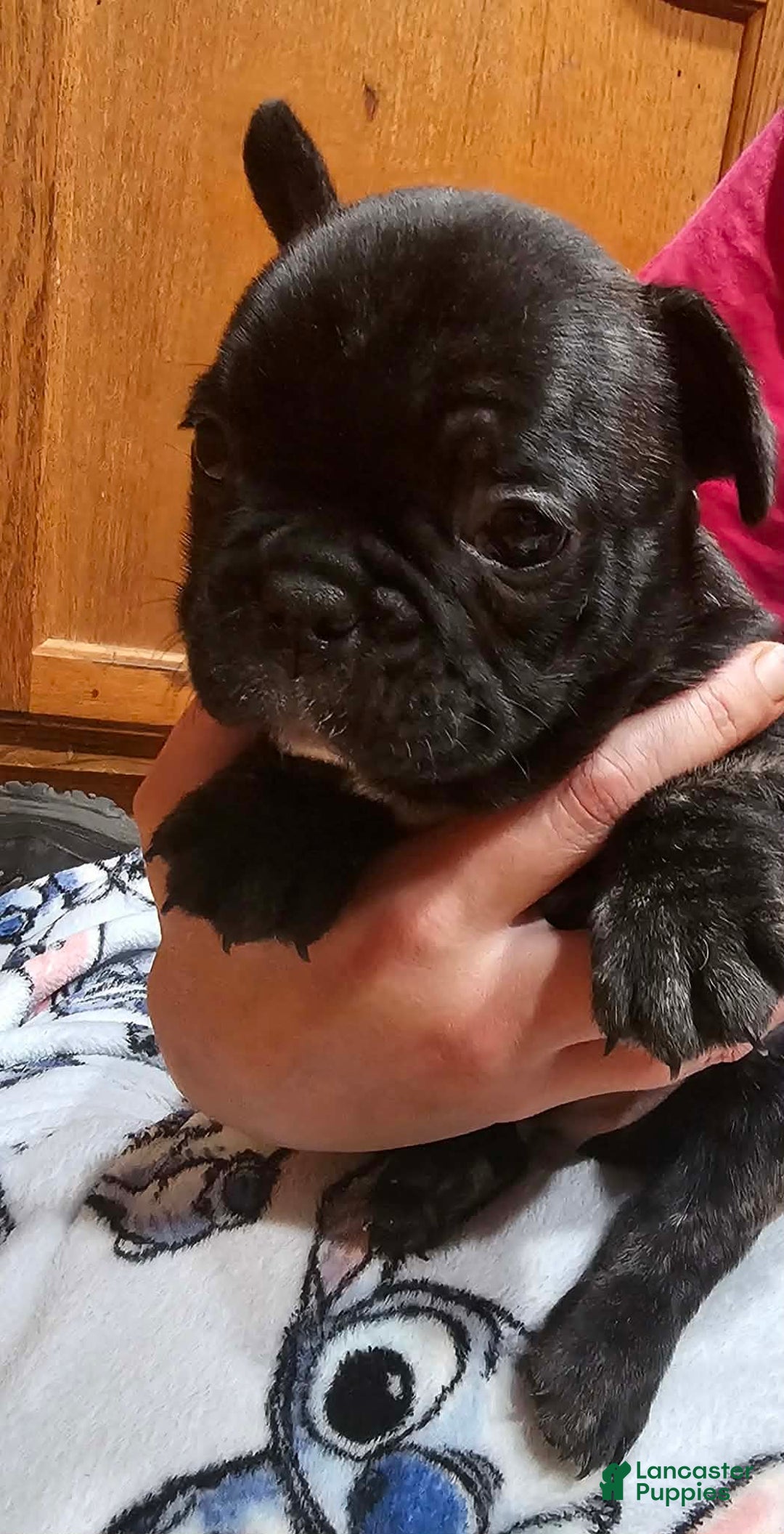 French Bulldog dogs for sale: Bear - Ad 2