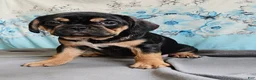 Mixed Breed dogs for sale: Modge - Ad 1