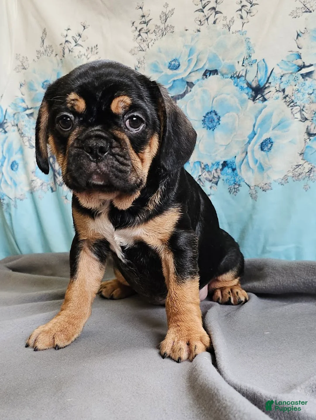Mixed Breed dogs for sale: Modge - Ad 1