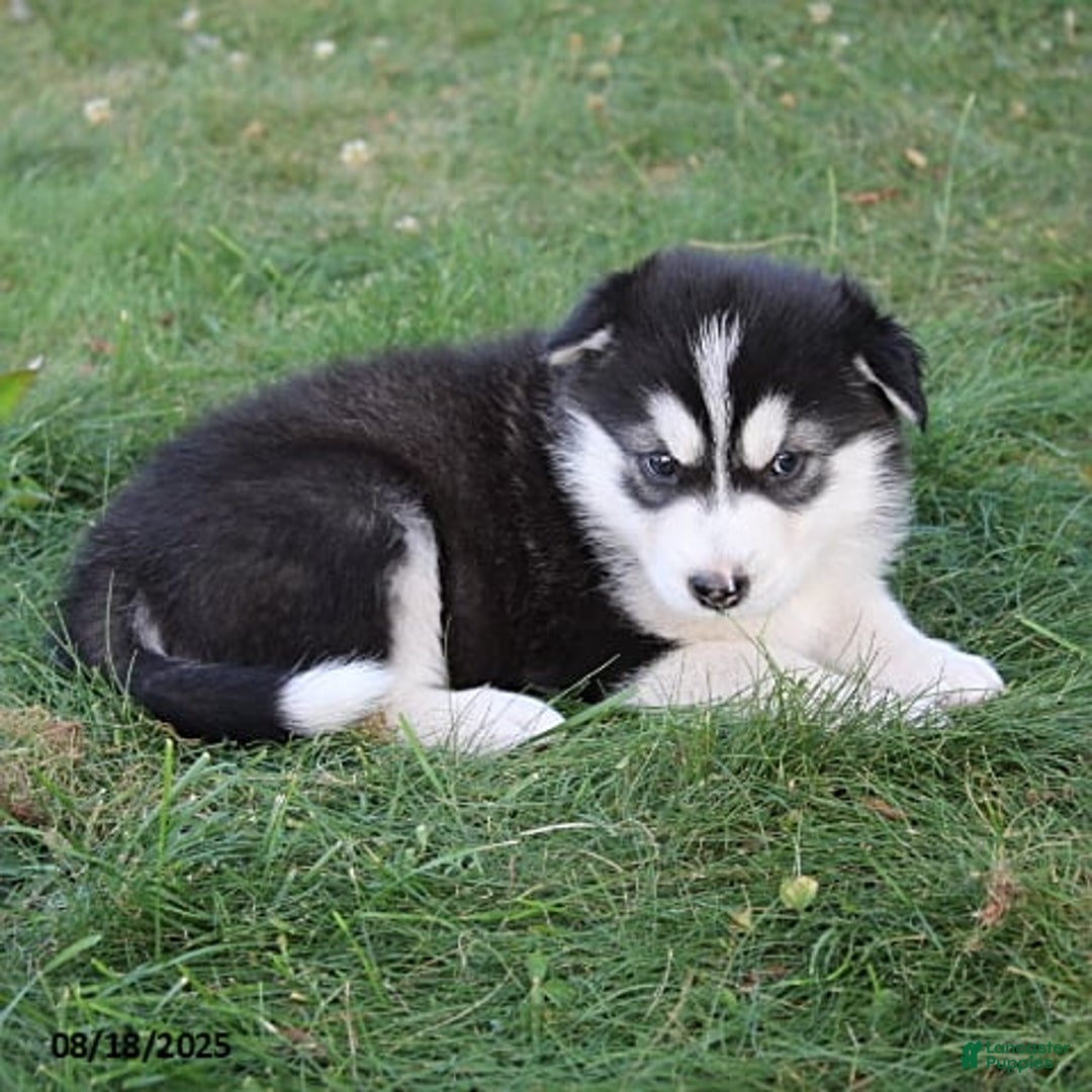 Giant Alaskan Husky Malamute Rescue Malamute Rescue Giant Alaskan