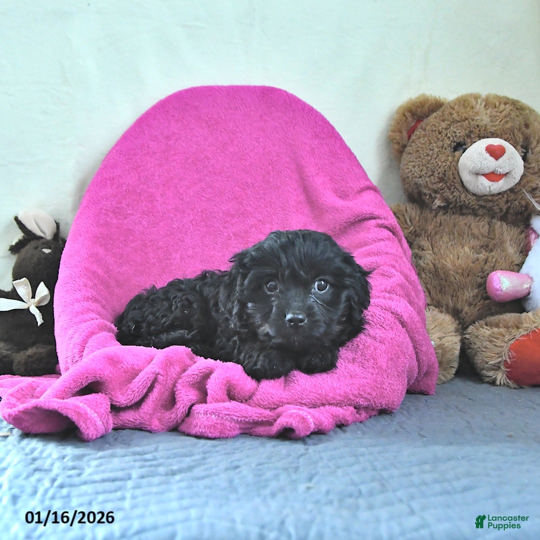 Cavapoo dogs for sale: Glenda - Ad 3