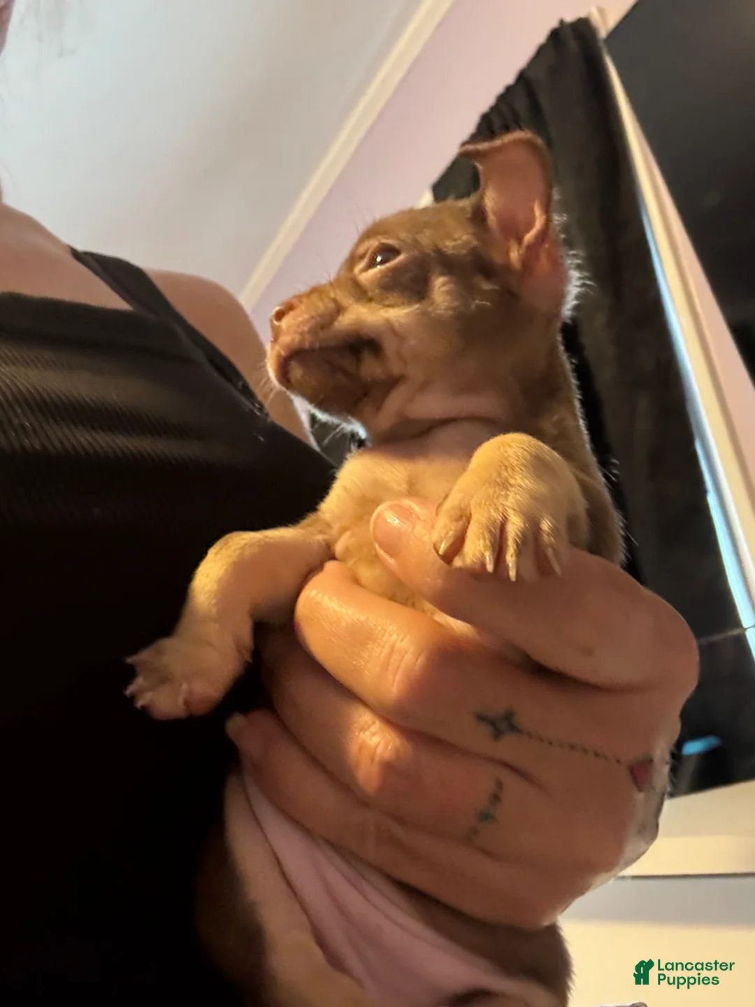 Chihuahua dogs for sale: Chihuahua Puppy 1 - Ad 2