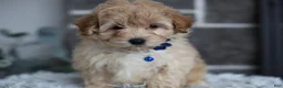 Maltipoo dogs for sale: Phoebe  - Ad 5