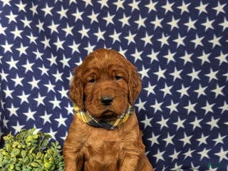 Irish Setter dogs Chase - Ad 8