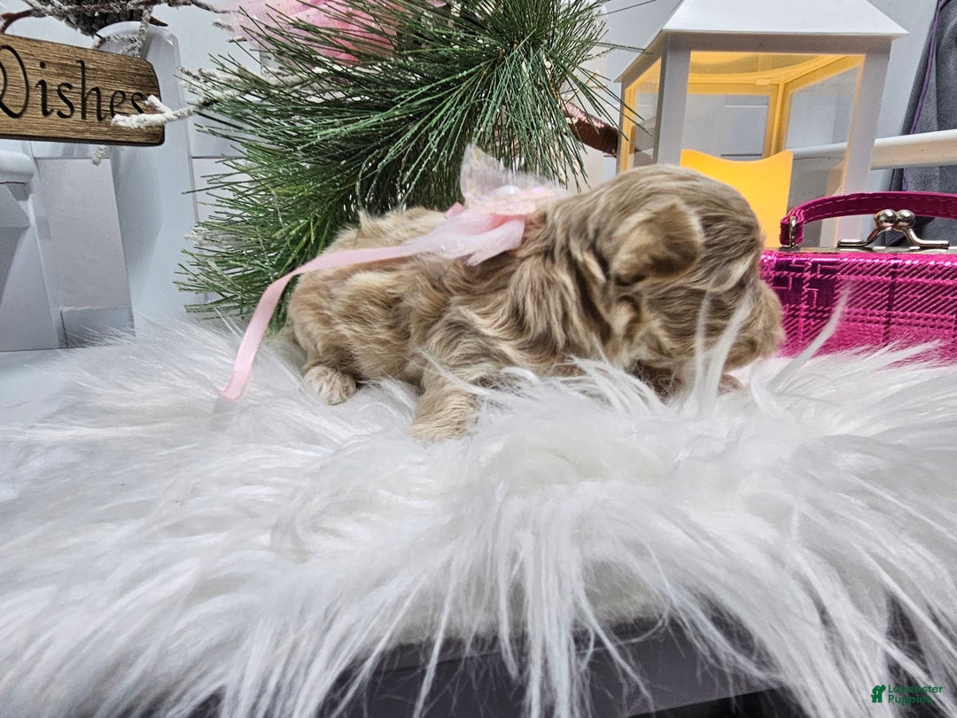 Maltipoo dogs for sale: Maltipoo Serena - Ad 1