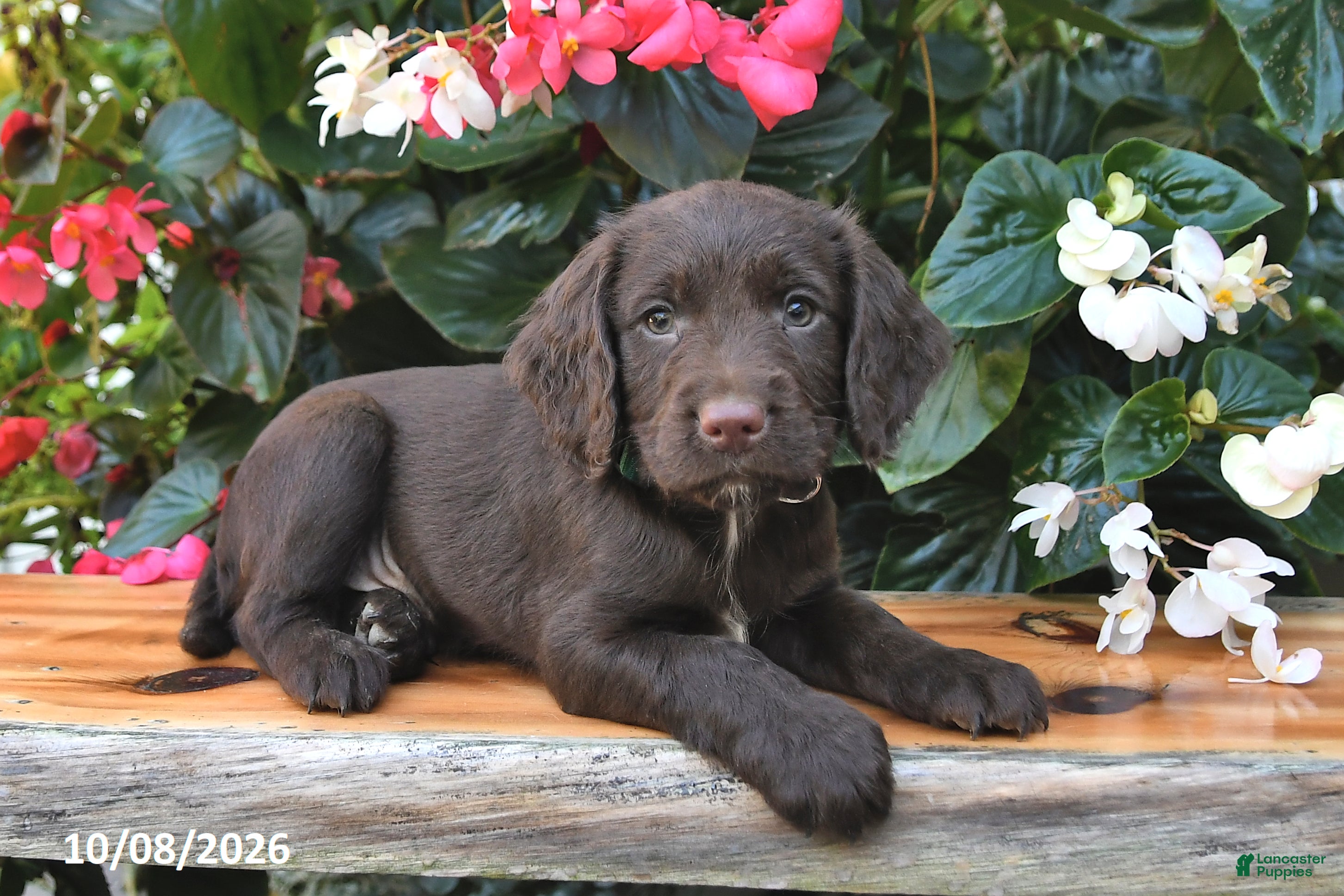 Cocker Spaniel dogs Everest - Ad 2