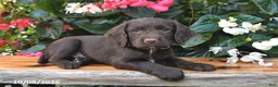Cocker Spaniel dogs for sale: Everest - Ad 2
