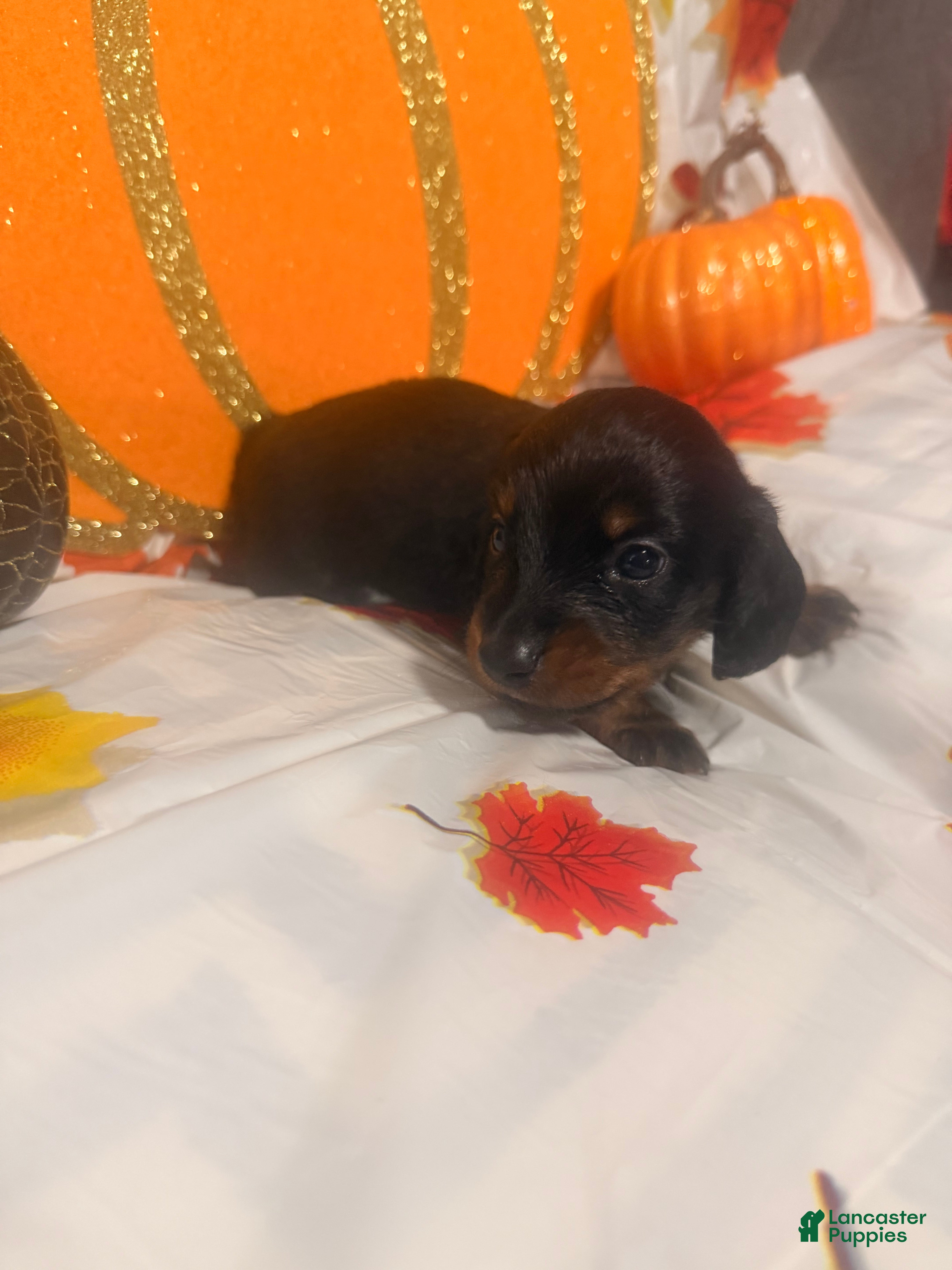 Dachshund dogs Dachshund 2 - Ad 14