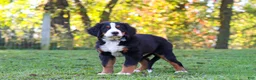 Bernese Mountain Dog dogs for sale: Sammy - Ad 4