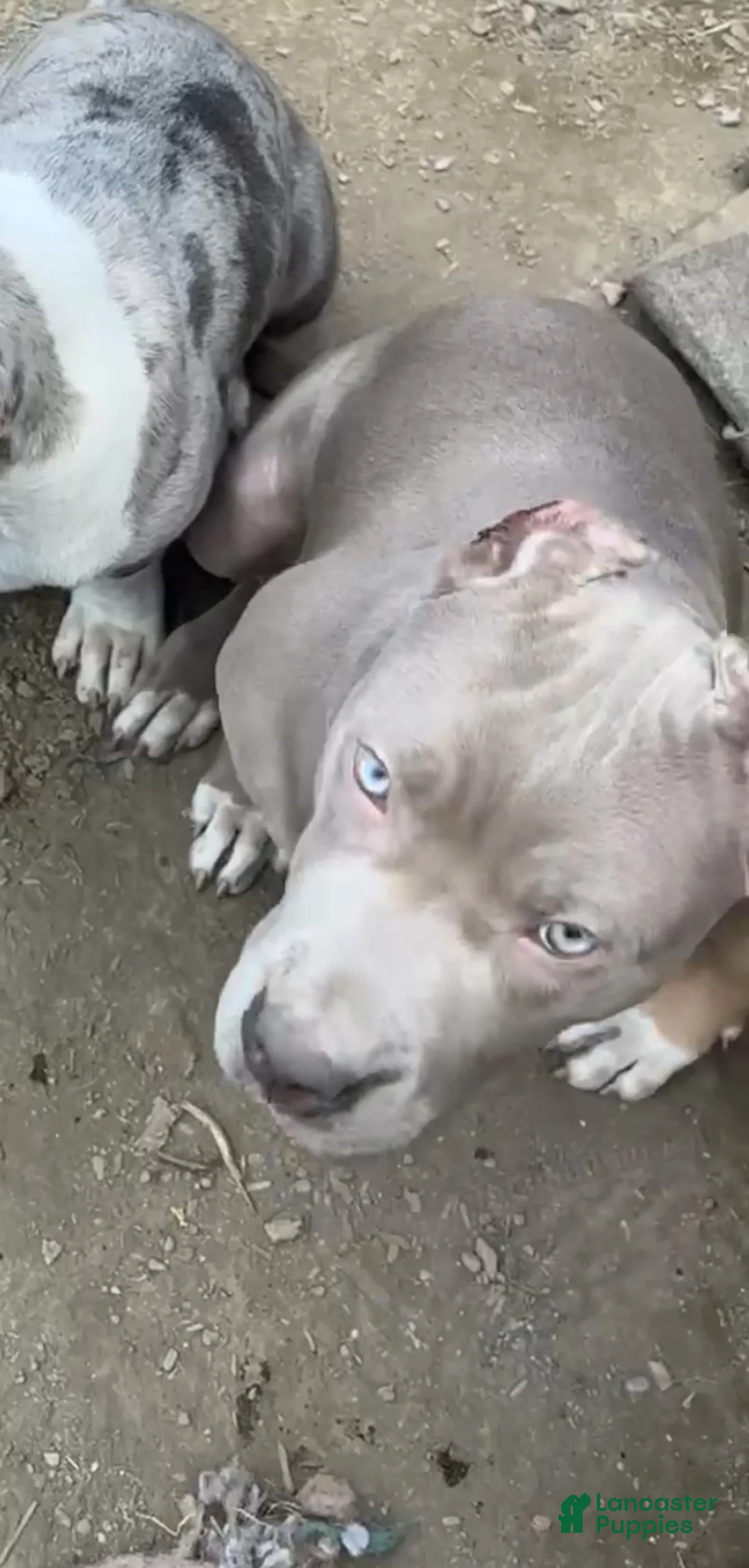 American Bully dogs for sale: American Bully 5 - Ad 1