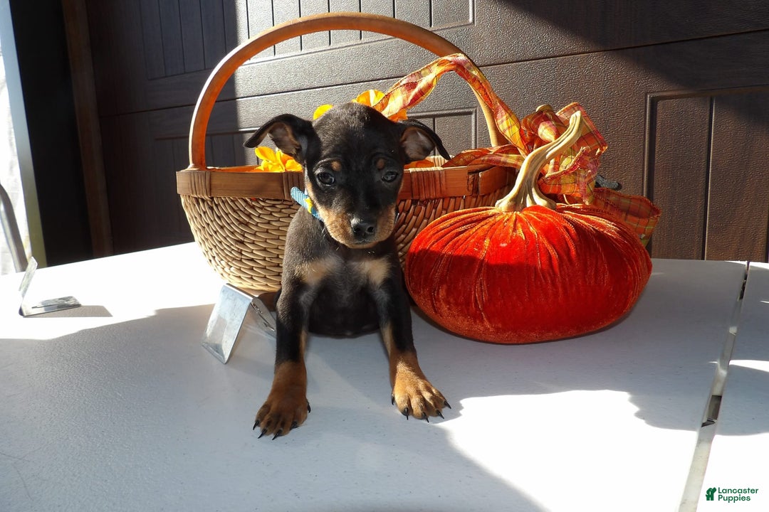 Gallery Image {{count}}