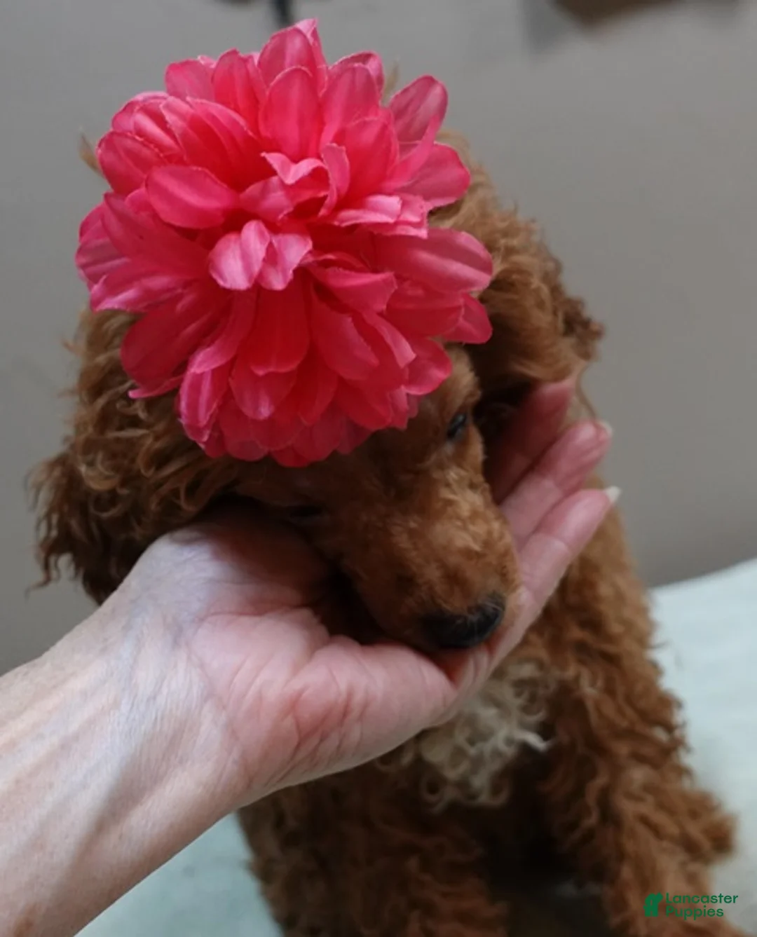 Toy Poodle dogs for sale: Deep Red - Ad 2
