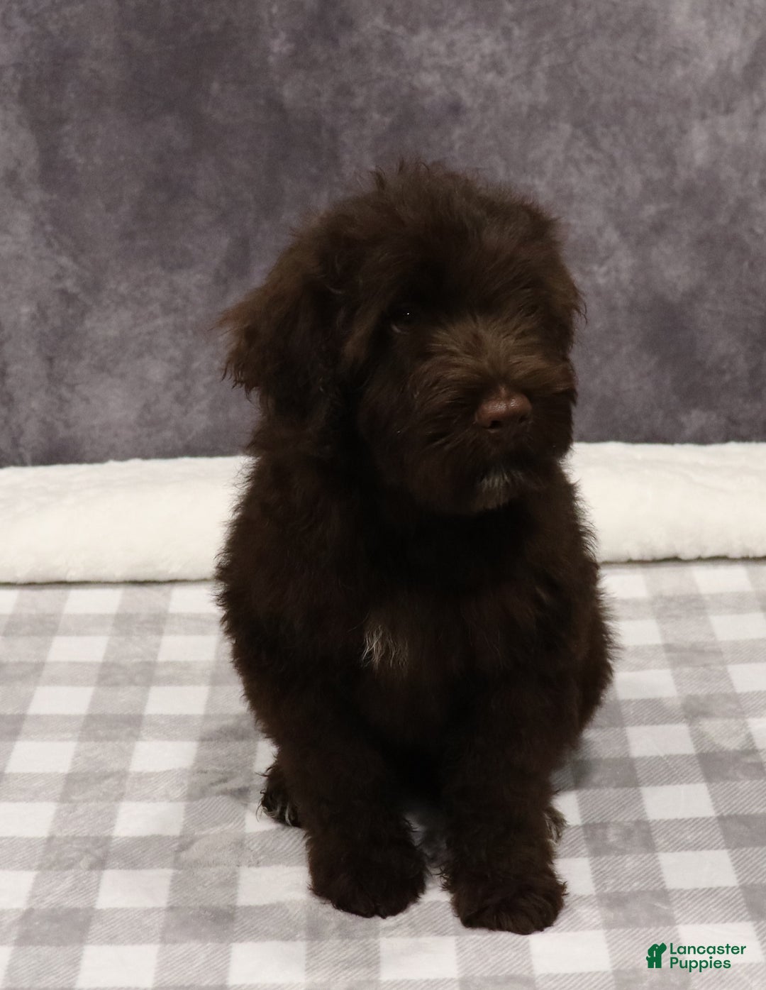 Portuguese Water Dog dogs for sale: Timmy - Ad 2