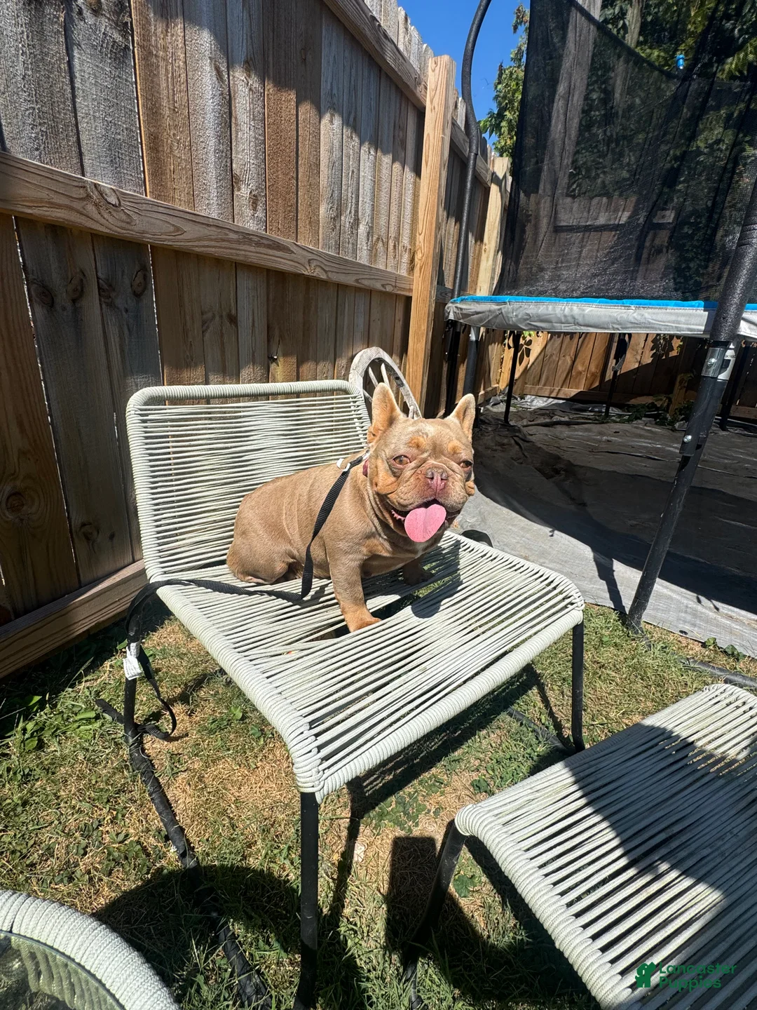 French Bulldog dogs for sale: French Bulldog Puppy 1 - Ad 4