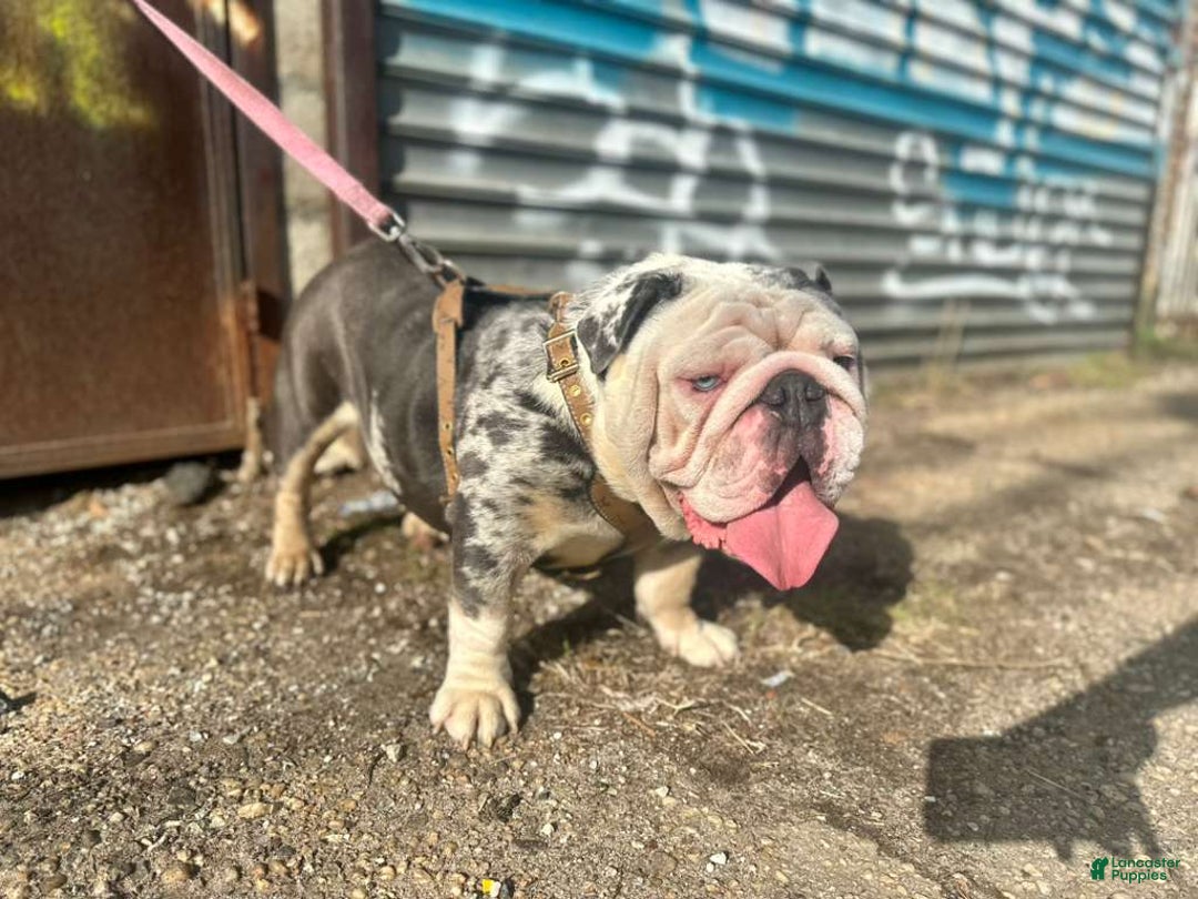 English Bulldog dogs for sale: English Bulldog Puppy 5 - Ad 25