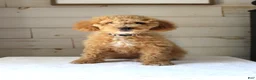 Mini Goldendoodle dogs for sale: Ivy - Ad 4
