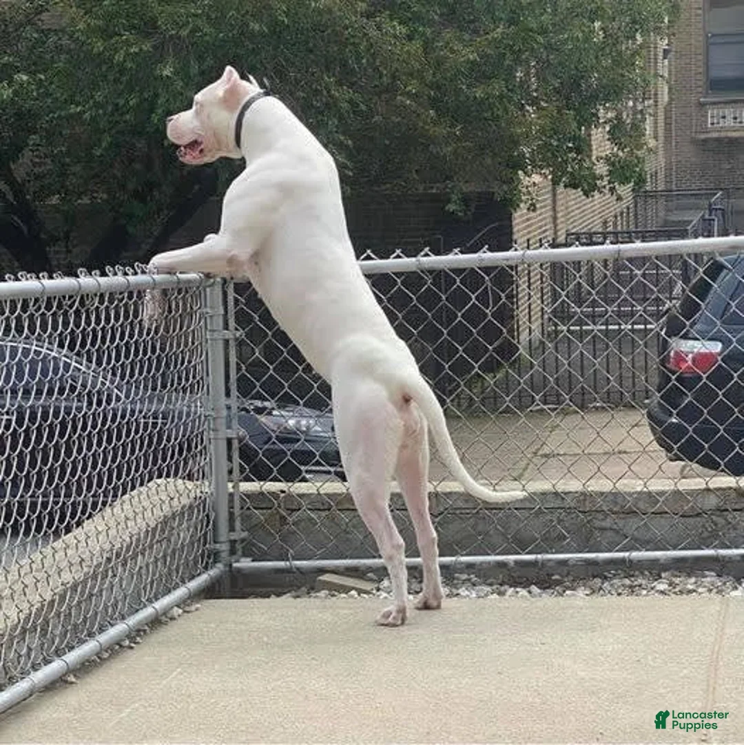 Dogo Argentino dogs for sale: Venum - Ad 11