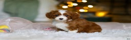 Cavapoo dogs for sale: Holly - Ad 3